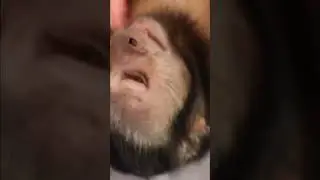 Monkey PLAYTIME #monkey #playing #fun #pets #shorts