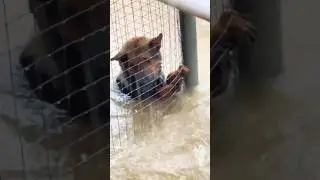 Floodwaters Rise &mdash; Animals Left Behind in Texas Disaster