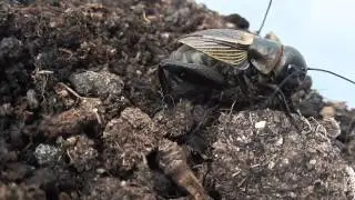 Le grillon champ&ecirc;tre ou grillon des champs , Gryllus campestris