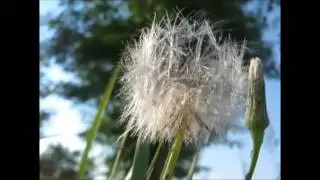 Why do stars fall down from the sky