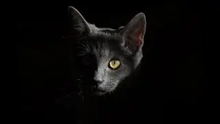 Meaning of Dream of Cat