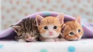 Top 10 Smallest Cat Breed's in the World. | Smallest Cat Breed's.