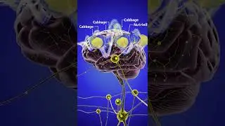 AnatoSphere Studio  Human Heart 3D Animation | How the Heart Works ExplainedDigestive System in 3D