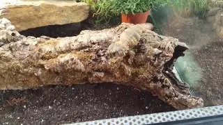 Ouroborus cataphractus