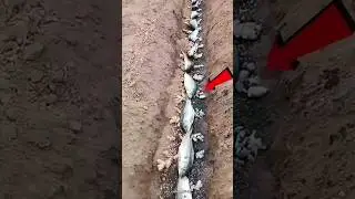Organic Farming Using Fish