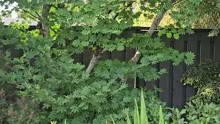 Knowing the right Japanese maple name - Subscribe @amazingmaples