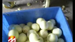 onion roots  and stem cutter
