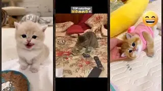 Funny Cat 😻 Try not To laugh 🐈&zwj;⬛ #mewmew Episode 1277