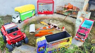 Catching Ornamental Fish in Ponds, Koi Fish, Large Catfish, Goldfish, Betok Fish, Turtles, Iguanas