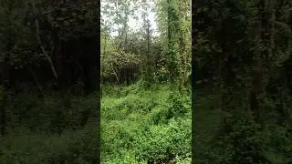 Rainy Thicket #thicket #rain #dew #greenery #fog #misty #green #moss #grasslands #water #woods #now