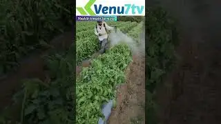 #Nashik #Nashik tomato farming #Tomato #farmers @Venu7tv