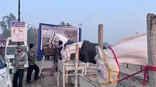 Muktsar horse mela 2026 ਸੁਖਬੀਰ ਬਾਦਲ ਵੀ ਸ਼ੌਂਕੀ ਘੋੜਿਆ ਦਾ 21 ਲੱਖ ਦੀ ਘੋੜੀ ਲੈ ਕੇ ਆਇਆ ਗੁਰਦੇਵ ਵੀਰ #viral ￼