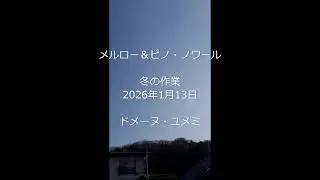メルロー＆ピノ・ノワールの冬の作業 ドメーヌ・ユメミ