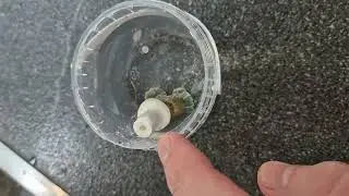 3D printed PLA Frag Plug in Sea Water. For Reef Aquarium.