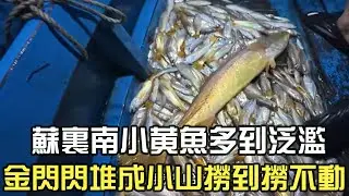 Surinamese yellow croaker are so plentiful they're overflowing, piled up like small mountains, to...