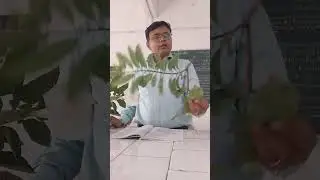 Anona squamosa Video practical SYBSc (Botany)