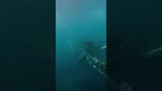 🐳😱Humpback Whale lunge feeding🐋😱🌊
