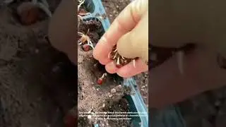 TINY Sprouts, HUGE Future! 🌱 Farmer's SECRET Seedling System!