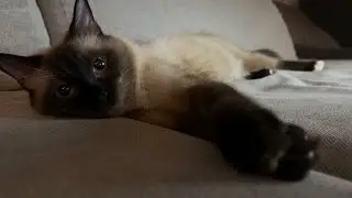 Peep the tail