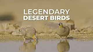 Exploring the Legendary Birds of the Negev Desert