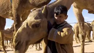 Alheda'a, oral traditions of calling camel flocks