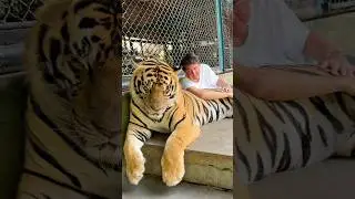 Are Tigers Actually Dangerous?! 😳 #shorts