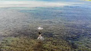 Fishing Hawaiian Style Throw Net Drone Footage Vol. 3