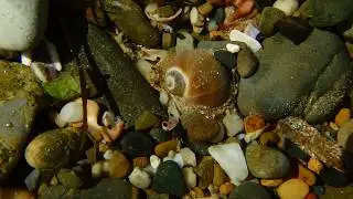 🐌 Spotted Sand Snail moving through rockpool (Notocochlis gualtieriana)