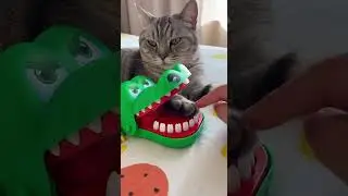 This cat is 7x faster than itself! 😂🐾#FunnyCat #CatReflex #cat