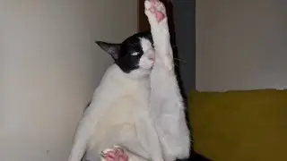 Adorable Cat Self-Care | Luna Cleaning Her Toes and Nails
