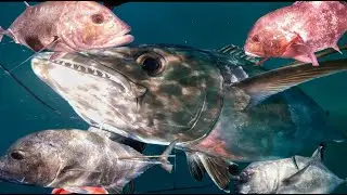 INDONESIA SPOT GRABI || Gabby Ramal