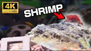 10 Hour 4K Shrimp Aquarium - Relax With Shrimp Town