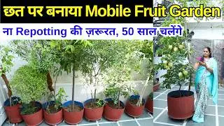 छत पर बनाया Mobile Fruit Garden 😍 30 से ज़्यादा फ्रूट प्लांट 🥭🍏 || Unique Farming