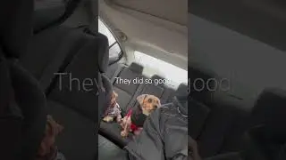 No barking or whining. Just riding and vibing. #pets#ridingvibes#yorkiesofyoutube