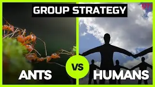 Ants outshine humans in group decision-making: Study