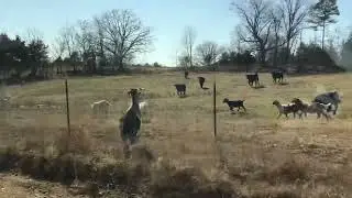 Agile goat