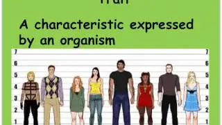 Basic Mendelian Genetics Notes