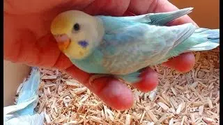 Breeding Update All Birds and Aviaries - Monthly Update - July