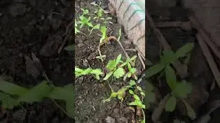Five winter vegetables that you can grow during monsoon