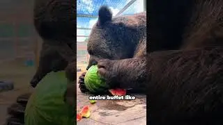 🐻 Bears: Fluffy Tanks of the WildThey don&rsquo;t walk &mdash; they stomp. 😭💪 #funnyanimals