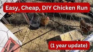 (1 Year Update) DIY Kit Backyard 4+ Chicken Run (Predator Proof) - Honest Review