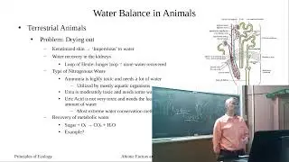 Water Balance in Animals