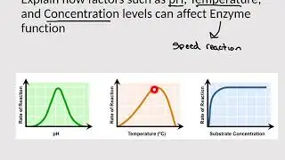 How factors such as pH, Temperature, and Concentration levels can affect Enzyme Function