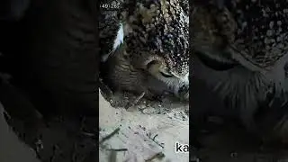 Fantasy video of the eagle owl #owl #wildlife #birds #hunting #animals