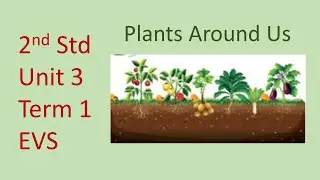 Plants around us 2nd Std Term 1 Unit 3 (EVS) Environmental Studies Samacheer Board