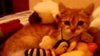Мой котёнок