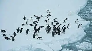 The Dark Side of Nature Suicidal  in Animals - 2023