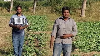 20 வகையான கீரைகளை சாகுபடி செய்யும் சகோதரர்கள்...| Malarum Bhoomi