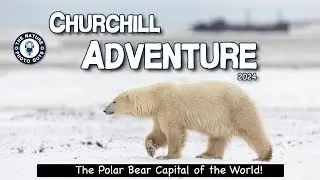 The Ultimate Churchill Adventure into The Polar Bear Capital of the World!