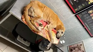 The Old Thin Dog Lies Silently, His Weary Eyes of Doubt Watching Us